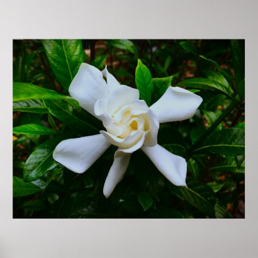 Poster Gardenia, (Devant)
