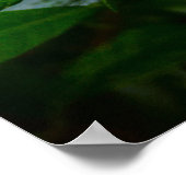 Poster Gardenia, (Coin)