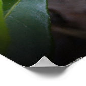 Poster Gardenia, (Coin)