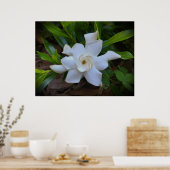 Poster Gardenia, (Cuisine)