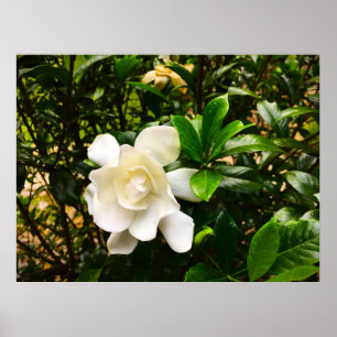 Poster Gardenia,