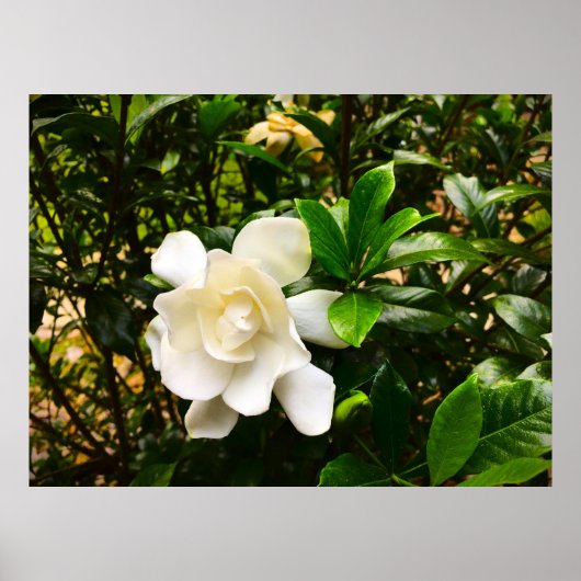 Poster Gardenia, (Devant)