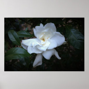 Poster Gardenia,