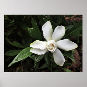 Poster Gardenia,
