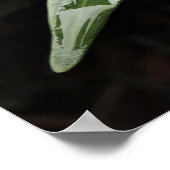 Poster Gardenia, (Coin)