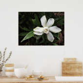 Poster Gardenia, (Cuisine)