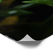 Poster Gardenia, (Coin)