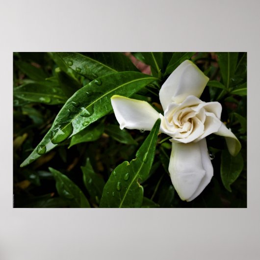 Poster Gardenia, (Devant)