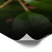 Poster Gardenia, (Coin)