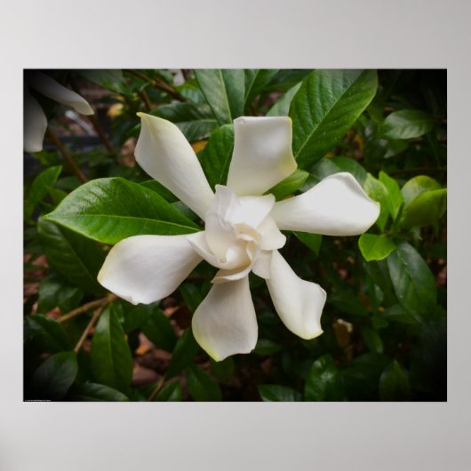 Poster Gardenia, (Devant)