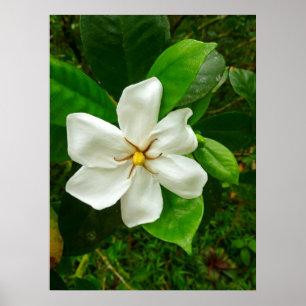 Poster Gardénia hawaïen