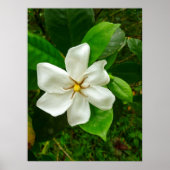 Poster Gardenia hawaïenne (Devant)