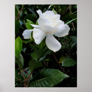 Poster Gardenia hawaïenne