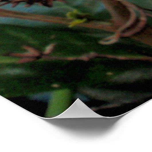 Poster Gardenia hawaïenne (Coin)