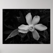 Poster Gardenia - noir (Devant)
