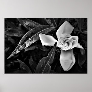 Poster Gardenia - Noir,