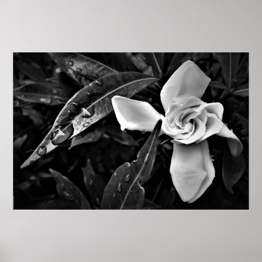Poster Gardenia - Noir, (Devant)
