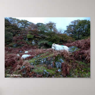 Poster Gardiens du Glen