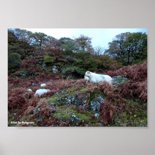 Poster Gardiens du Glen (Devant)