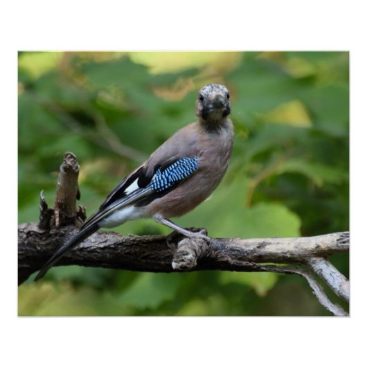 Poster Garrulus glandarius - Eichelhäher (Devant)