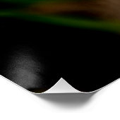 Poster Garvinea Sweet Fiesta Gerber Daisy (Coin)