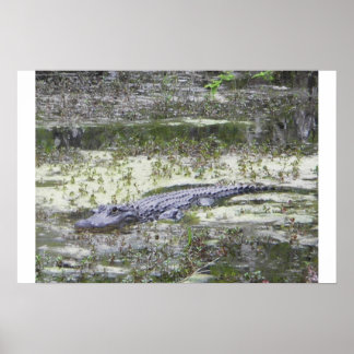 Poster Gator