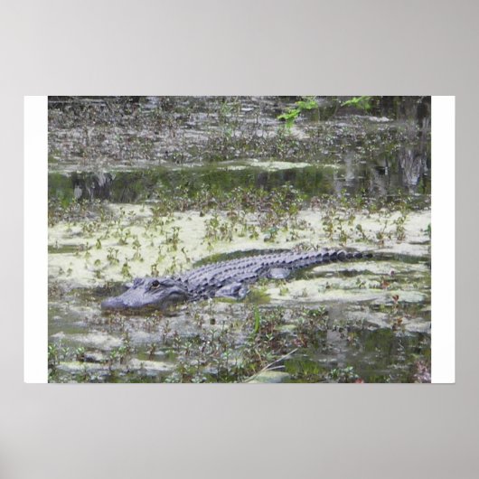 Poster Gator (Devant)