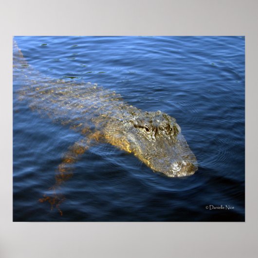 Poster Gator (Devant)