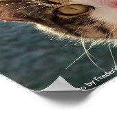 Poster Gazage Feline (Coin)