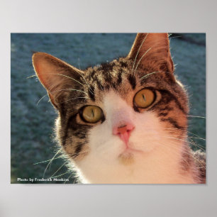 Poster Gazage Feline