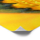 Poster Gazania (Coin)