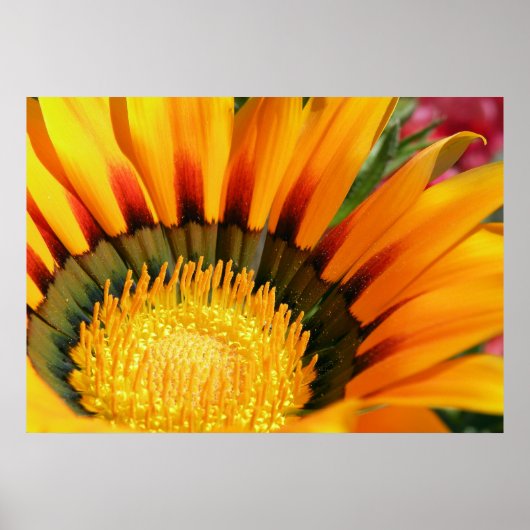 Poster Gazania (Devant)