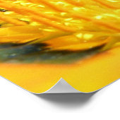 Poster Gazania (Coin)