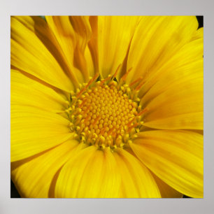 Poster Gazania