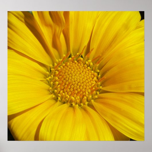 Poster Gazania (Devant)