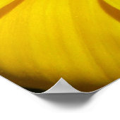 Poster Gazania (Coin)