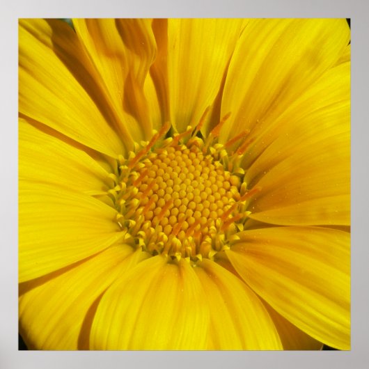 Poster Gazania (Devant)