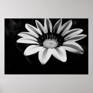 Poster Gazania