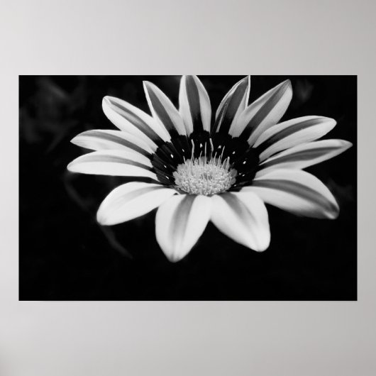 Poster Gazania (Devant)