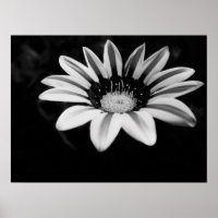 Gazania