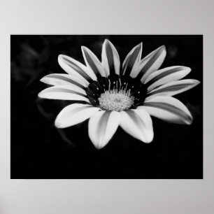 Poster Gazania