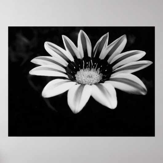 Poster Gazania (Devant)
