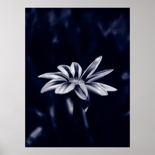 Poster gazanie (Devant)