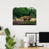 Poster gazelle (Bureau à domicile)