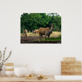 Poster gazelle (Cuisine)