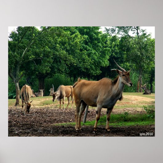 Poster gazelle (Devant)