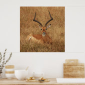 Poster Gazelle Big Horn avec (Cuisine)
