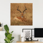 Poster Gazelle Big Horn avec (Bureau à domicile)