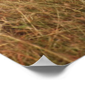 Poster Gazelle Big Horn avec (Coin)