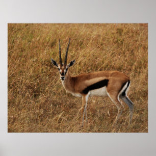 Poster Gazelle corne with